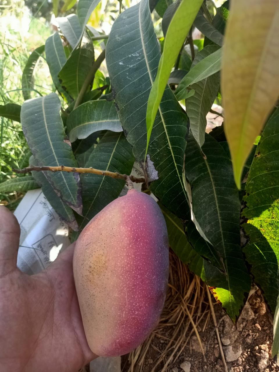 From Farm