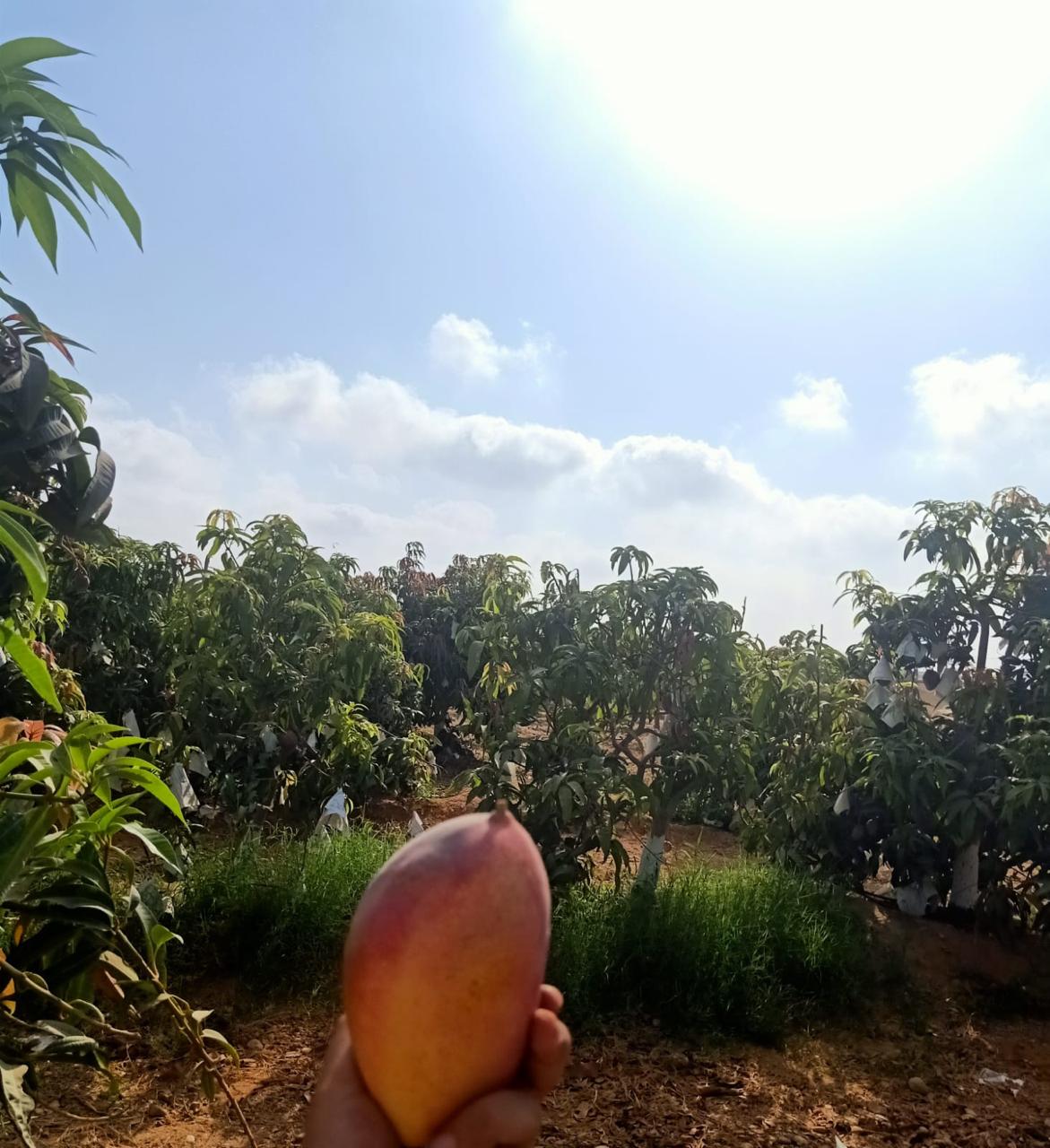 From Farm